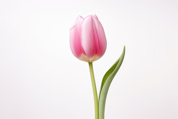 Pink Tulip On White Background. Generative AI