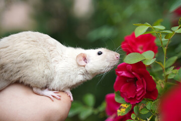 A large white rat sniffs rose flowers