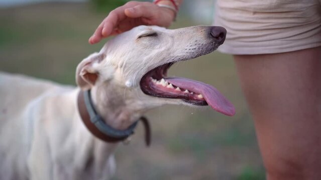Adorable greyhound being petted by his owner in the countryside at sunset