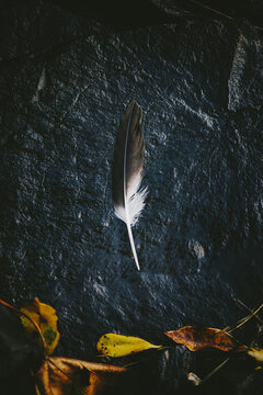 Fototapeta Black and White feather with textural elements
