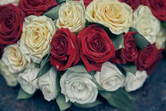 Close-up of beautiful rose buds in a row with space to copy. Background of white and red roses. High quality photo