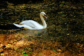 White swan on a lake