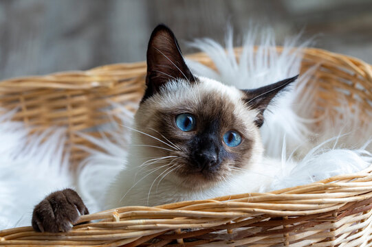 Cute kitten siamese cat indoor