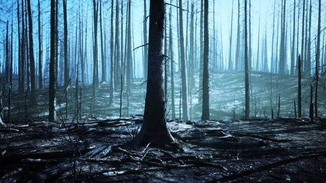 Destroyed tropical rainforest in Amazonia