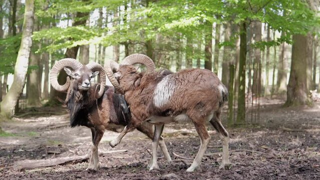 Video of two mouflons interacting in the forest - 4K 60fps
