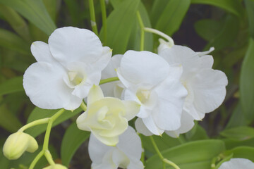 Fototapeta na wymiar white orchid blooming in garden Bangkok Thailand