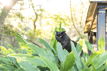 Black cat hiding in green leafy plant in jungle-like garden, partially exposed