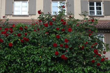 Fototapeta na wymiar Kletterrose, Rosenstock, Rosen, Blüten, rot, weis, Blumen