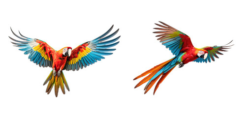 Obraz premium set of 2 flying macaws isolated on transparent background