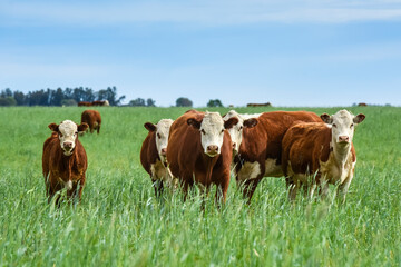 Fototapeta na wymiar Countryside landscape with cows grazing, La Pampa, Argentina