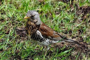 Fieldfare (Turdus Pilaris) walking in the grass