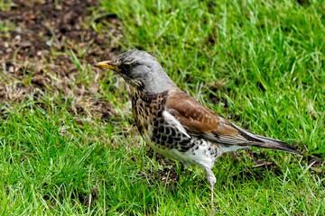 Fieldfare (Turdus Pilaris) walking in the grass