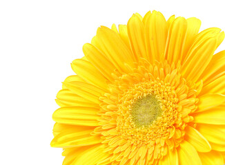 Yellow gerber daisy isolated