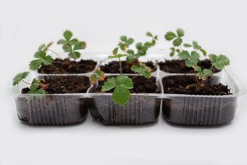 strawberry seedlings grown from grain
