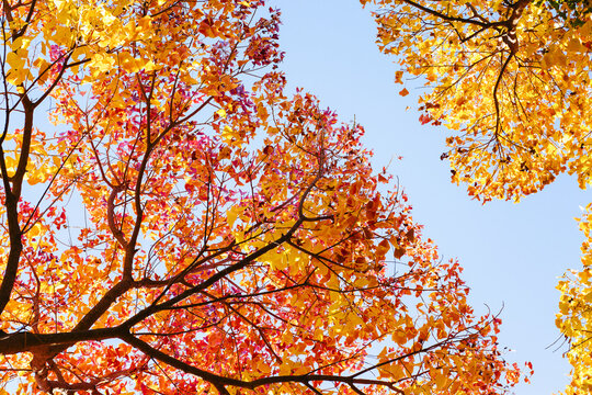 Autumn leaves on trees