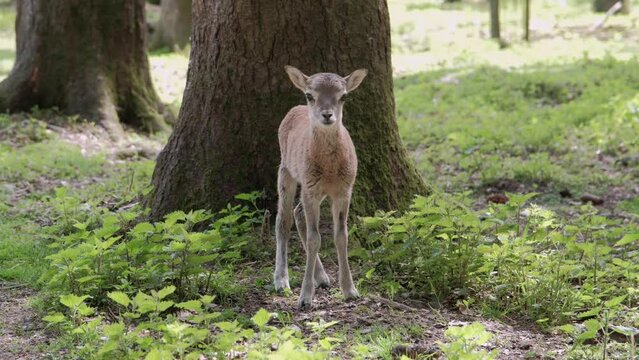 Close up of a baby roe deer - baby bambi in the forest - 4k 60fps