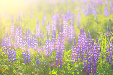 meadow springtime wild flowers lupine background copy space