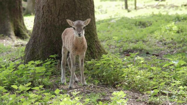 Close up of a baby roe deer - baby bambi in the forest - 4k 60fps