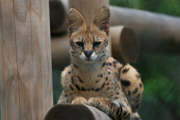 動物園のサーバルキャット