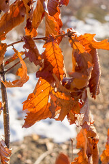 Dry oak leaves on a branch in the winter forest. Sunset illuminates dry oak leaves in the winter forest.