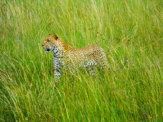 Colorful leopard predator stalks in tall grass in Kenya