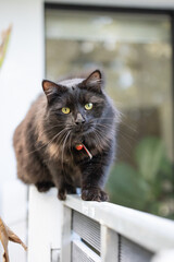 Black cat balancing on white fence with serious watchful expression