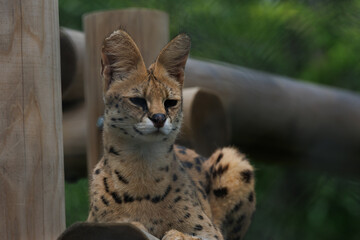 動物園のサーバルキャット