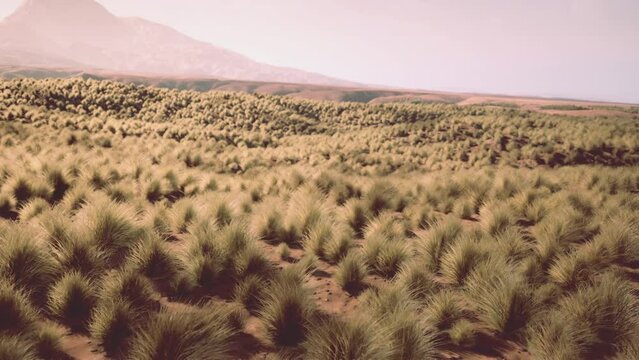 Very remote spinifex grass covered spot in the Great Victoria Desert in central Australia