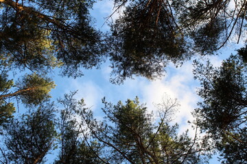 Photo from bottom to top. The tops of pine trees against the background of the sky and clouds.