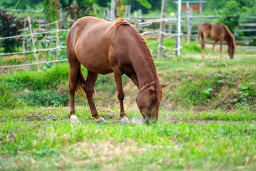 Naklejka na ściany i meble Horse eating and happy on the morning in the farm.