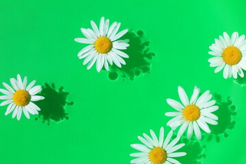 Several daisies lie in the water with a green background.