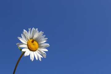 White chamomile grows against the blue sky.