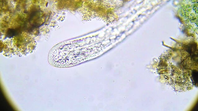 Exploring the Microscopic World: Advancing Biology Through Laboratory Science and Microscopy
