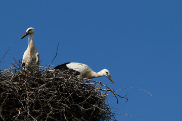 young storks in the nest