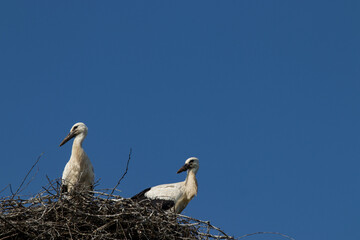 young storks in the nest