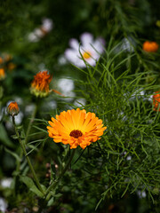 flowers in the garden