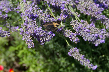Small tortoiseshell butterfly (Aglais urticae) perched on lavender plant in Zurich, Switzerland