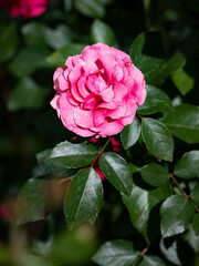 pink roses in garden