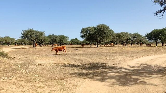 Seguimiento de una vaca caminando por la dehesa extreme&ntilde;a.