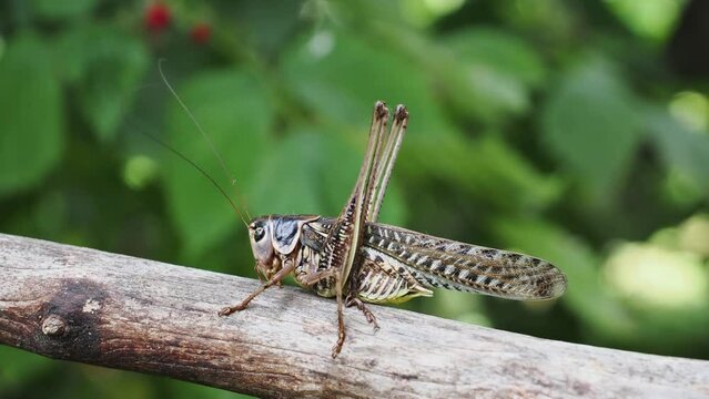 Locust Tagalog รูปภาพSalabhasana – เลือกดูภาพถ่ายสต็อก เวกเตอร์ และวิดีโอ238 | Adobe Stock