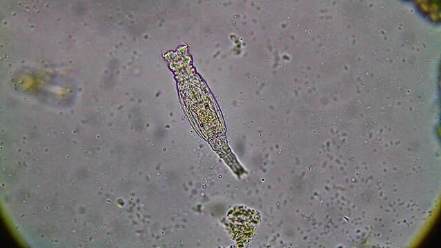 Exploring the Microscopic World: Advancing Biology Through Laboratory Science and Microscopy