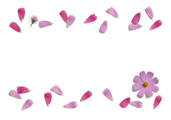 舞い散る赤とピンクのコスモスの花びら、透明背景の切抜き素材