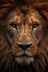 lion detail