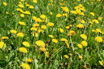 Obraz premium Spring lawn with dandelion flowers on a sunny day.