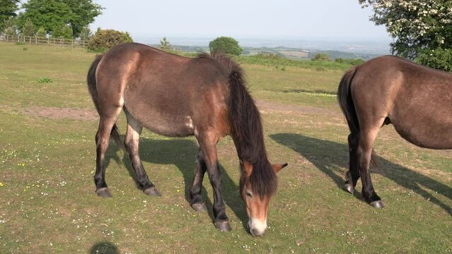 Somerset wild exmoor ponies England UK 