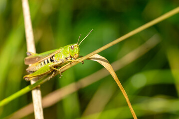 grasshopper on the grass macro shot 01