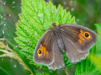 maniola jurtina butterfly on leaf 01