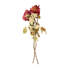 Dry dead rose flower stems isolated on transparent background