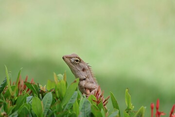 lizard on the grass
