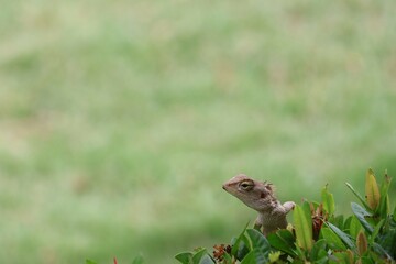 lizard on the grass